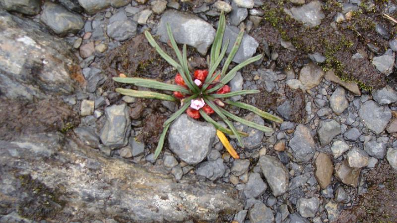 Illampu Trek Steves (15).JPG